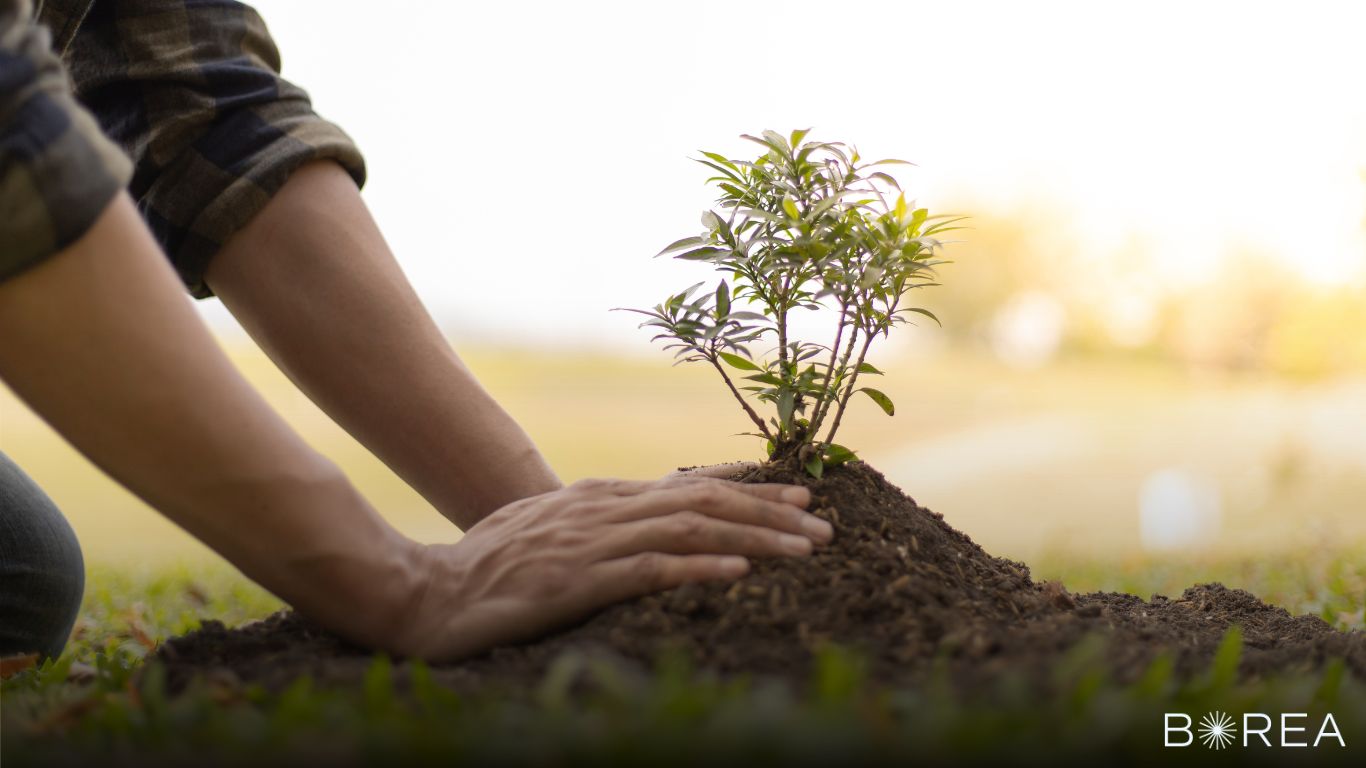 Entierros ecológicos: Un Legado Verde con Borea Servicios Funerarios