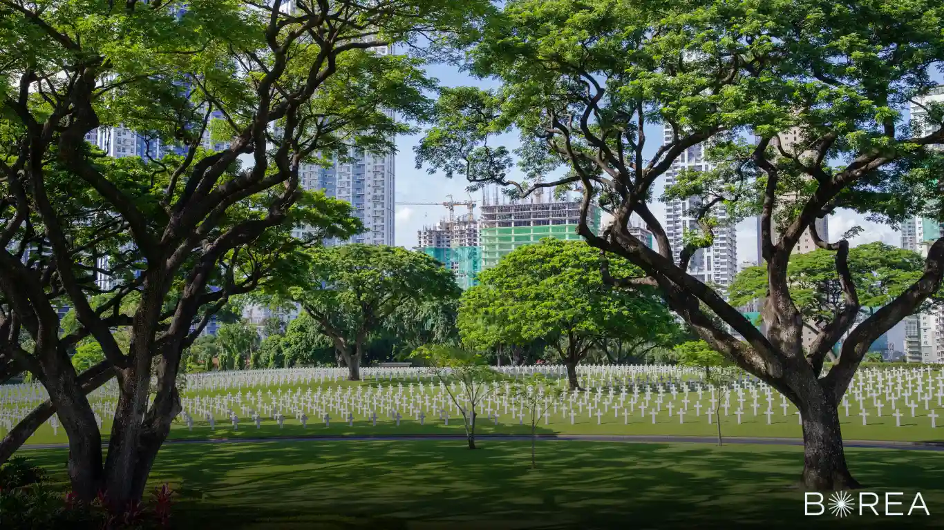 Entierro de Cenizas en un Árbol: Una Opción Ecológica y Significativa con Borea Servicios Funerarios